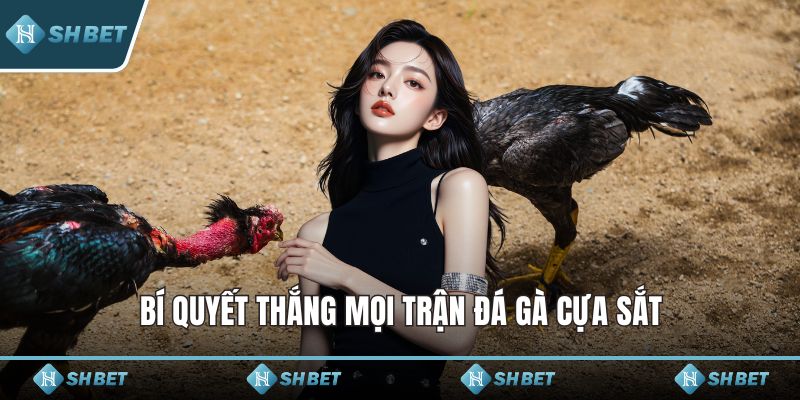 Bí quyết thắng mọi trận đá gà cựa sắt