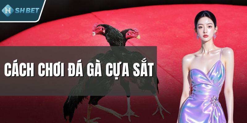Cách Chơi Đá Gà Cựa Sắt - Bí Kíp Chinh Phục Đấu Trường