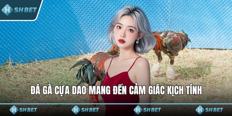 Đá gà cựa dao mang đến cảm giác kịch tính
