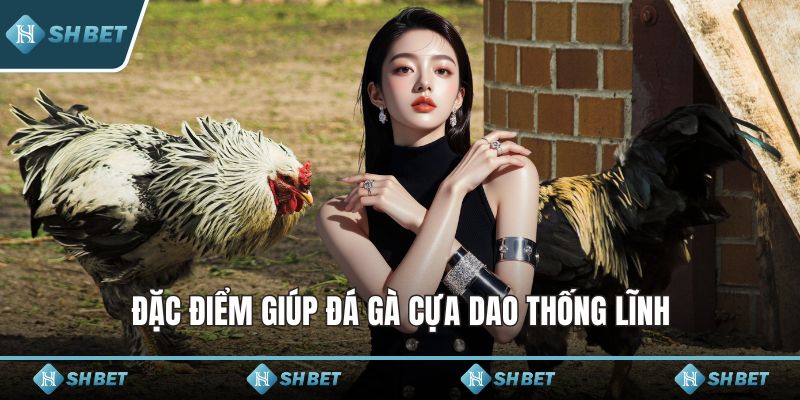 Đặc điểm giúp đá gà cựa dao thống lĩnh