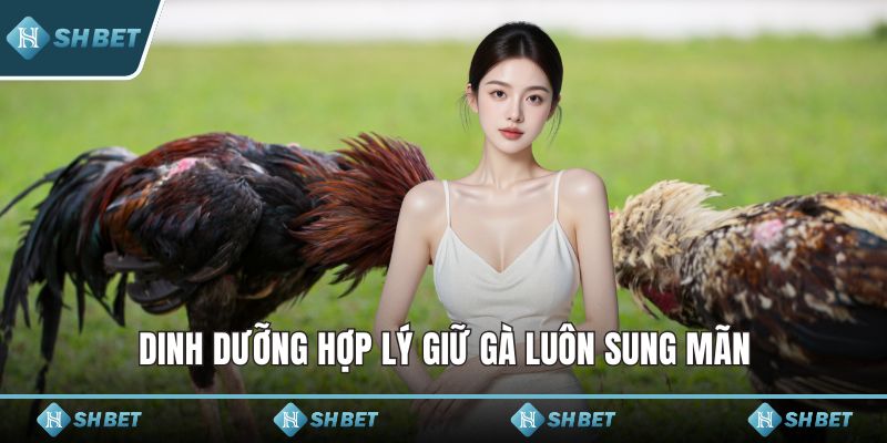 Dinh dưỡng hợp lý giữ gà luôn sung mãn