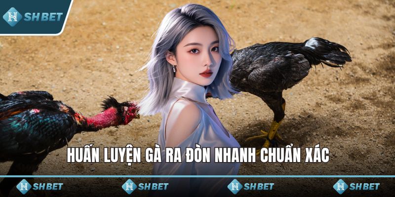 Huấn luyện gà ra đòn nhanh chuẩn xác