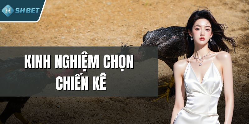 Kinh Nghiệm Chọn Chiến Kê - Bí Quyết Vàng Của Cao Thủ Đá Gà