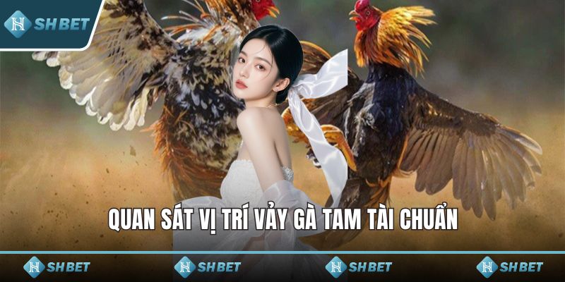 Quan sát vị trí vảy gà tam tài chuẩn