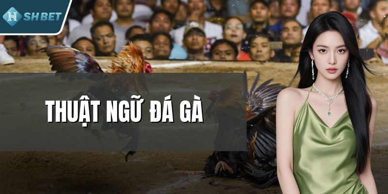 Thuật Ngữ Đá Gà - Bí Mật Ngôn Ngữ Chiến Kê Của Các Cao Thủ