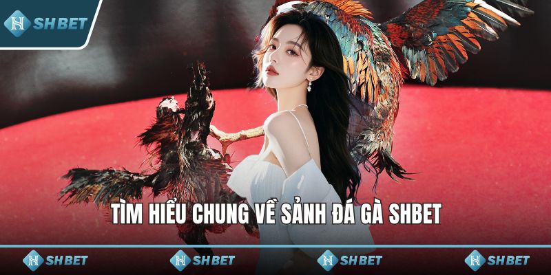 Tìm hiểu chung về sảnh đá gà SHBET