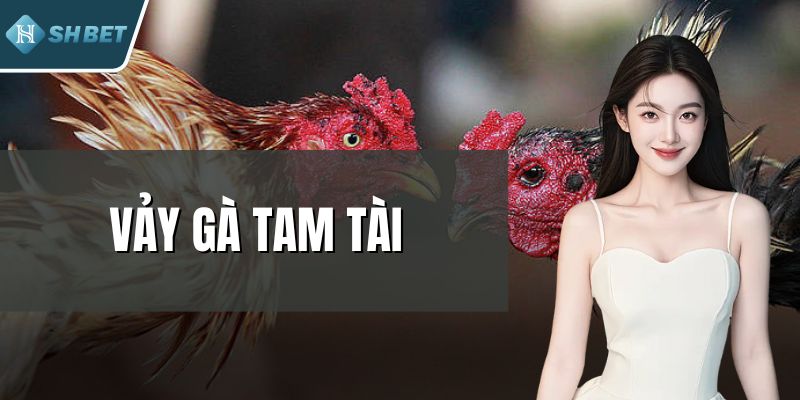 Vảy Gà Tam Tài - Bí Ẩn Linh Kê Và Sức Mạnh Trên Đấu Trường
