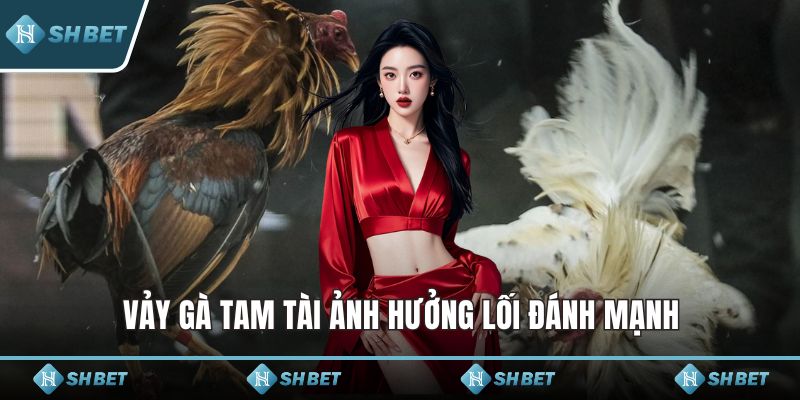 Vảy gà tam tài ảnh hưởng lối đánh mạnh